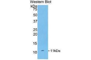 Western blot analysis of recombinant Rat bTG. (beta-Thromboglobulin 抗体  (AA 46-107))