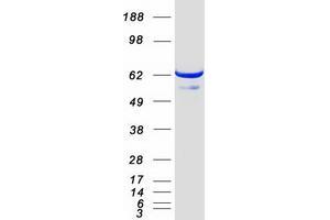 Validation with Western Blot