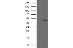 Image no. 1 for anti-TAP Binding Protein-Like (TAPBPL) antibody (ABIN1501299) (TAPBPL 抗体)