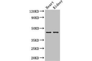 Western Blot Positive WB detected in: Mouse heart tissue, Mouse kidney tissue All lanes: NRXN1 antibody at 2 μg/mL Secondary Goat polyclonal to rabbit IgG at 1/50000 dilution Predicted band size: 47, 51, 162, 165, 170, 16 kDa Observed band size: 47 kDa (Neurexin 1 抗体  (AA 184-363))