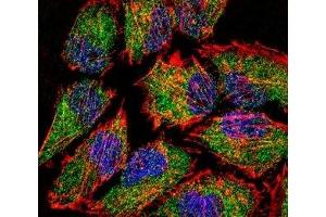 Fluorescent confocal image of HeLa cell stained with LSD1 antibody. (LSD1 抗体  (AA 108-142))