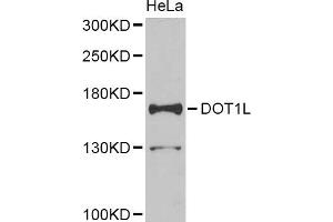 Western blot analysis of extracts of HeLa cell line, using DOT1L antibody.