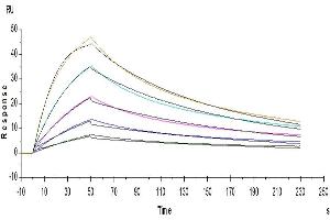 Human IL-5, His Tag immobilized on CM5 Chip can bind Human IL-5Ra, His Tag with an affinity constant of 4.