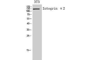 Western Blotting (WB) image for anti-Integrin alpha 2 (ITGA2) (Internal Region) antibody (ABIN3178934) (ITGA2 抗体  (Internal Region))