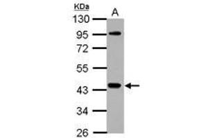 Image no. 2 for anti-NCK Adaptor Protein 1 (NCK1) (AA 53-333) antibody (ABIN1499652) (NCK1 抗体  (AA 53-333))