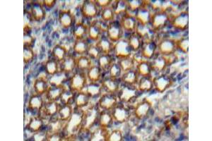 Used in DAB staining on fromalin fixed paraffin-embedded kidney tissue (NOG 抗体  (AA 28-232))