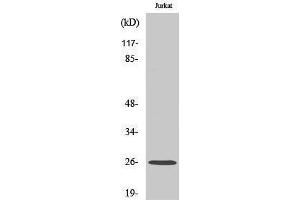 Western Blotting (WB) image for anti-Gap Junction Protein, beta 2, 26kDa (GJB2) (Internal Region) antibody (ABIN3174507) (GJB2 抗体  (Internal Region))