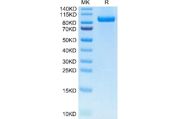 ERBB3 Protein (AA 20-641) (His tag)