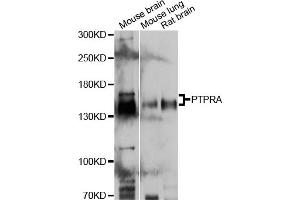 Western blot analysis of extracts of various cell lines, using PTPRA antibody. (PTPRA 抗体)