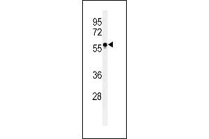 Western blot analysis of FUT6 Antibody (Center) (ABIN651118 and ABIN2840083) in HL-60 cell line lysates (35 μg/lane). (FUT6 抗体  (AA 102-130))