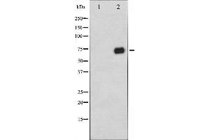 Western blot analysis of C-RAF phosphorylation expression in PMA treated 293 whole cell lysates,The lane on the left is treated with the antigen-specific peptide. (RAF1 抗体  (pSer296))