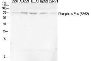 Western Blot (WB) analysis of specific cells using Phospho-c-Fos (S362) Polyclonal Antibody. (c-FOS 抗体  (pSer362))