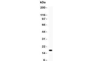 Western Blotting (WB) image for anti-Interleukin 16 (IL16) (AA 1212-1332) antibody (ABIN3031455)
