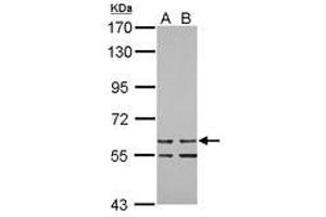 Image no. 1 for anti-Zinc Finger Protein 419 (ZNF419) (AA 1-151) antibody (ABIN1501844) (ZNF419 抗体  (AA 1-151))