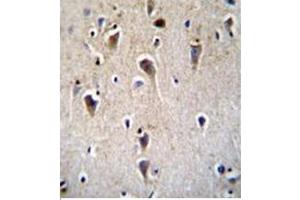 Imunohistochemistry analysis in formalin fixed and paraffin embedded human brain tissue using CRFR2D Antibody  followed by peroxidase conjugation of the secondary antibody and DAB staining. (CRHR2 抗体)