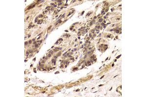 Immunohistochemistry of paraffin-embedded Human mammary gland using TDO2 antibody at dilution of 1:100 (x400 lens). (TDO2 抗体)