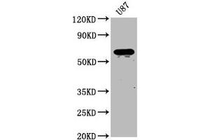 Western Blot Positive WB detected in: U87 whole cell lysate All lanes: NPRL3 antibody at 2. (Mare/Nprl3/C16orf35 抗体  (AA 349-482))