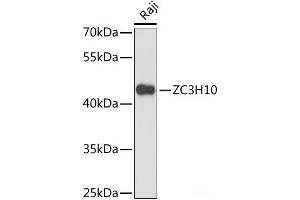 Western blot analysis of extracts of Raji cells using ZC3H10 Polyclonal Antibody at dilution of 1:3000. (ZC3H10 抗体)