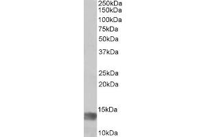 ABIN5539869 (1µg/ml) staining of Human Glioma lysate (35µg protein in RIPA buffer). (MIA 抗体  (Internal Region))
