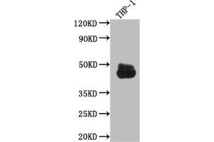 Western Blot Positive WB detected in: THP-1 whole cell lysate All lanes: CD32 antibody at 1:1000 Secondary Goat polyclonal to rabbit IgG at 1/50000 dilution Predicted band size: 35, 36 kDa Observed band size: 45 kDa (Recombinant FCGR2A 抗体)