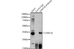 Immunoprecipitation analysis of 600 μg extracts of Mouse brain cells using 3 μg CKMT1B antibody (ABIN3017245, ABIN3017246, ABIN3017247 and ABIN6220012). (CKMT1B 抗体  (AA 1-85))