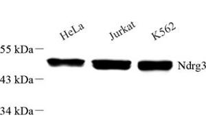 Western blot analysis of NDRG3 (ABIN7074787),at dilution of 1: 6000