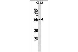 Western blot analysis in K562 cell line lysates (35ug/lane). (UTP3 抗体  (C-Term))