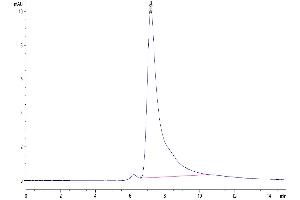 Size-exclusion chromatography-High Pressure Liquid Chromatography (SEC-HPLC) image for Oxidized Low Density Lipoprotein (Lectin-Like) Receptor 1 (OLR1) (AA 60-363) protein (His tag) (ABIN7275198)