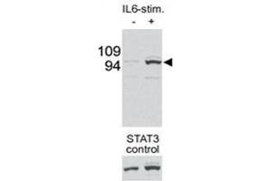 Western Blotting (WB) image for anti-Signal Transducer and Activator of Transcription 3 (Acute-Phase Response Factor) (STAT3) (pSer727) antibody (ABIN3032570)