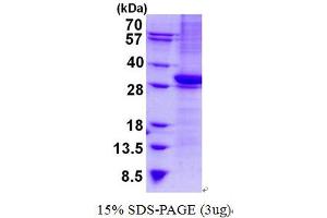 CD1b (CD1B) (AA 18-303) protein (His tag)