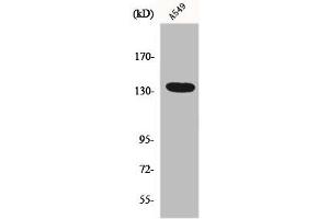 Western Blot analysis of HepG2 cells using DREG Polyclonal Antibody (ADGRG6 (C-Term) 抗体)