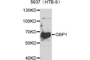 Western blot analysis of extracts of 5637(HTB-9) cells, using GBP1 antibody. (GBP1 抗体)