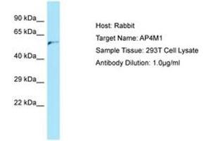 Image no. 1 for anti-Adaptor-Related Protein Complex 4, mu 1 Subunit (Ap4m1) (AA 345-394) antibody (ABIN6750154)