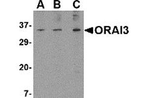 Western Blotting (WB) image for anti-ORAI Calcium Release-Activated Calcium Modulator 3 (ORAI3) (N-Term) antibody (ABIN1031497) (ORAI3 抗体  (N-Term))