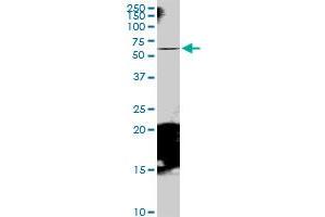 RAB11FIP5 MaxPab polyclonal antibody. (RAB11FIP5 抗体  (AA 1-652))