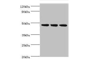 Western blot All lanes: PELI1 antibody at 7 μg/mL Lane 1: HL60 whole cell lysate Lane 2: Mouse liver tissue Lane 3: THP-1 whole cell lysate Secondary Goat polyclonal to rabbit IgG at 1/10000 dilution Predicted band size: 46 kDa Observed band size: 46 kDa