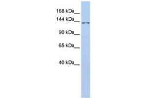 Image no. 1 for anti-Transmembrane Protein 132B (TMEM132B) (AA 828-877) antibody (ABIN6741078) (TMEM132B 抗体  (AA 828-877))