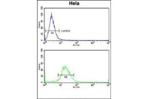 Flow cytometry analysis of Hela cells using EXT2 Antibody (Center) Cat. (EXT2 抗体  (Middle Region))