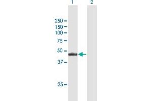 Western Blot analysis of NR2E3 expression in transfected 293T cell line by NR2E3 MaxPab polyclonal antibody. (NR2E3 抗体  (AA 1-410))