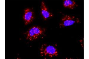 Proximity Ligation Analysis of protein-protein interactions between EGFR and HSPA1B. (HSPA1B 抗体  (AA 531-611))