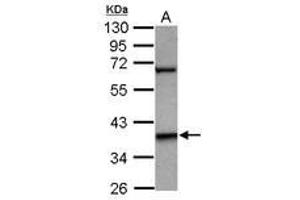 Image no. 1 for anti-LIM Homeobox 5 (LHX5) (Internal Region) antibody (ABIN1496073) (LHX5 抗体  (Internal Region))