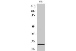 Western Blotting (WB) image for anti-Non-Metastatic Cells 1, Protein (NM23A) Expressed in (NME1) (Internal Region) antibody (ABIN3185922) (NME1 抗体  (Internal Region))