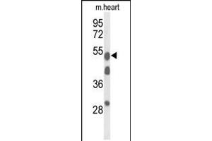 Western blot analysis of A1BG Antibody in mouse heart tissue lysates (35ug/lane) (A1BG 抗体  (AA 225-254))