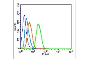 Image no. 2 for anti-Tumor Protein P53 (TP53) (pSer315) antibody (ABIN702910)