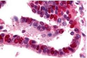 Image no. 1 for anti-Ubiquitin-Like Modifier Activating Enzyme 1 (UBA1) antibody (ABIN226628) (UBA1 抗体)