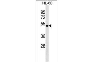 Western blot analysis in HL-60 cell line lysates (35ug/lane). (NAAA 抗体  (C-Term))