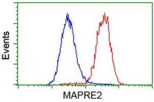 Image no. 2 for anti-Microtubule-Associated Protein, RP/EB Family, Member 2 (MAPRE2) antibody (ABIN1499315) (MAPRE2 抗体)