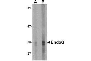 Image no. 1 for anti-Endonuclease G (ENDOG) (AA 76-170) antibody (ABIN1491666) (Endonuclease G 抗体  (AA 76-170))