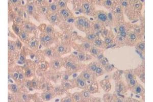 Immunohistochemistry (IHC) image for anti-Carbonic Anhydrase VB, Mitochondrial (CA5B) (AA 63-225) antibody (ABIN7437326)