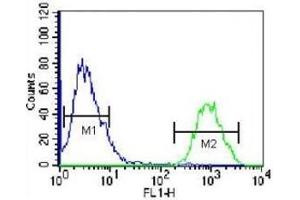 HOPX antibody flow cytometric analysis of 293 cells (green) compared to a negative control (blue). (HOPX 抗体  (AA 39-67))
